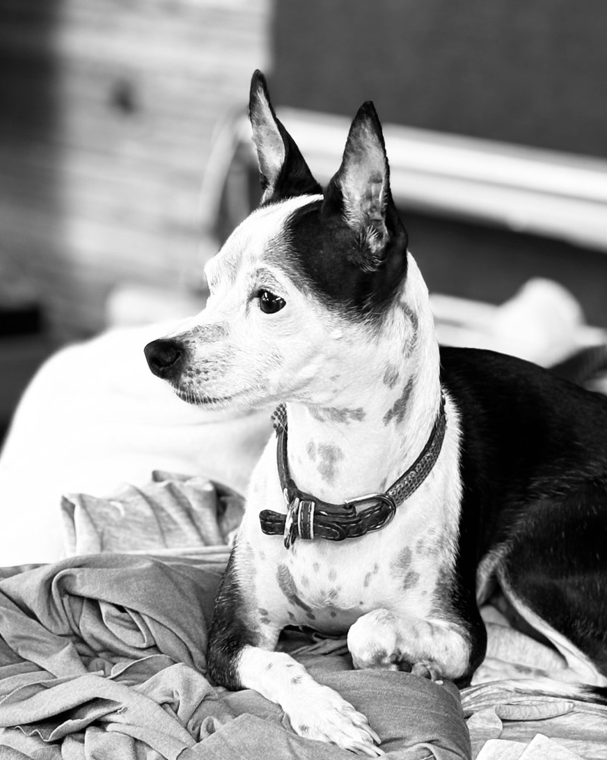 Miss Pickle, the Hocking Hills Garment Center shop dog, resting on a blanket